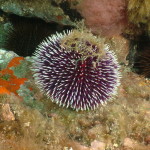 Il riccio di mare "femmina" molto apprezzato dai buongustai, ma a rischio per via del possibile eccesso nel prelievo dal mare.