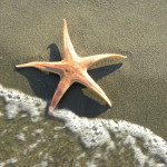 L'astropecten una stella di dimensioni importanti che vive nei nostri mari. Si nutre volentieri di molluschi bivalvi che divora circondandoli con lo stomaco e  sciogliendoli con gli enzimi digestivi.